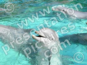 dolphins  - powerpoint graphics