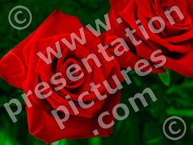 flowers red roses - powerpoint graphics