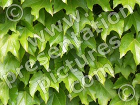 leaves - powerpoint graphics