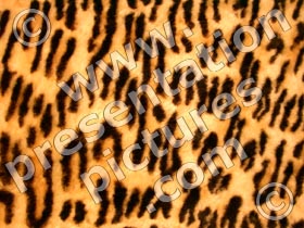 leopard skin - powerpoint graphics