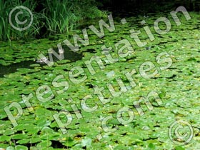 lily pond - powerpoint graphics