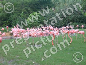 pink flamingoes - powerpoint graphics