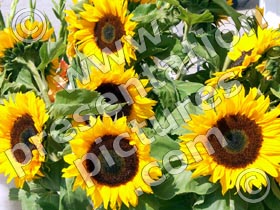 sunflowers - powerpoint graphics
