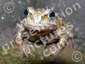 toad in water - powerpoint graphics