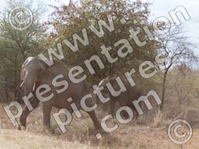 wild african elephants - powerpoint graphics