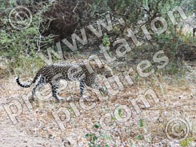 wild leopard - powerpoint graphics
