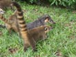 coati mundi - powerpoint graphics