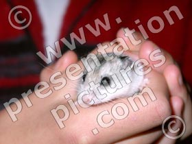 gerbil - powerpoint graphics