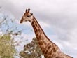 giraffe - powerpoint graphics