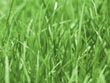 grass - powerpoint graphics