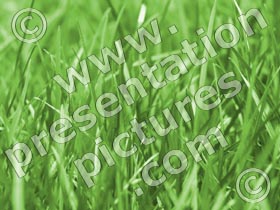 grass - powerpoint graphics