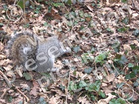 grey squirrel - powerpoint graphics