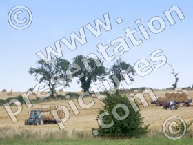 hay baling - powerpoint graphics