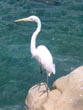 heron - powerpoint graphics