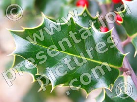 holly leaf - powerpoint graphics