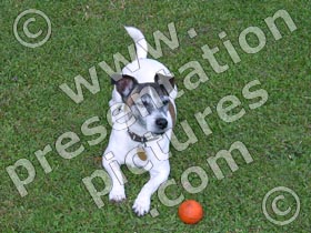 jack russell - powerpoint graphics