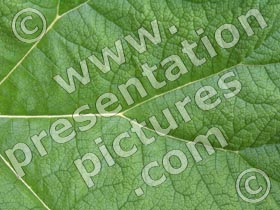 leaf - powerpoint graphics
