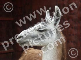 llama - powerpoint graphics