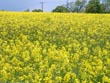 oilseed rape - powerpoint graphics