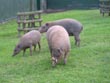 pigs - powerpoint graphics