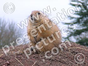 prairie dog - powerpoint graphics