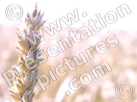 wheat stem - powerpoint graphics