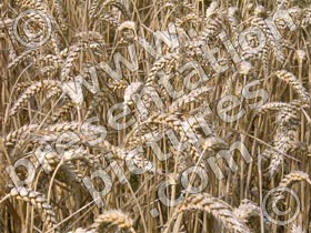 wheat - powerpoint graphics