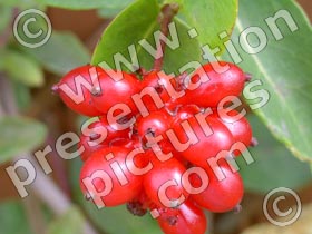 wild berries - powerpoint graphics